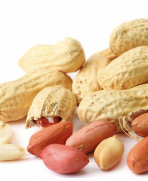 peanuts-best quality of peanuts exporter and supplier|peanuts supplier|Exporter of peanuts