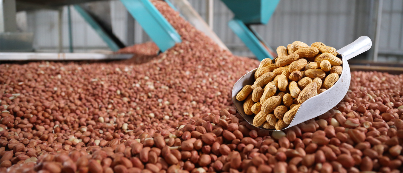 peanuts-best quality of peanuts exporter and supplier|peanuts supplier|Exporter of peanuts